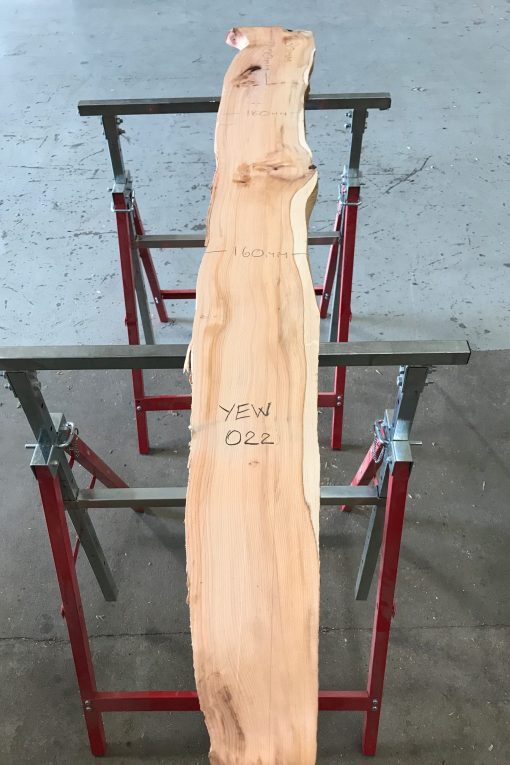 Yew #022