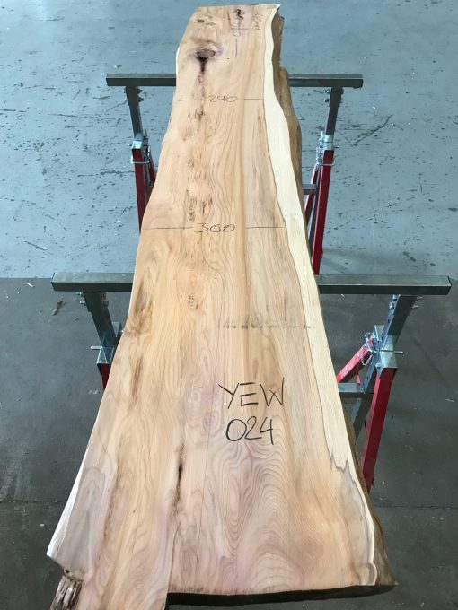 Yew #024