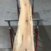 Spalted Elm #079