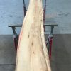 Spalted Elm #081