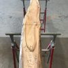 Spalted Elm #084