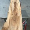 Spalted Elm #091