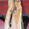Kiln dried Yew #057