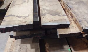 Species Spotlight Oak