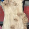 Burr Elm kiln dried plank #026