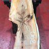 Kiln dried Yew #062