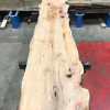 Yew #071 kiln dried plank