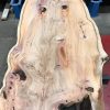 Yew #073 kiln dried plank