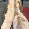 Yew #075 kiln dried plank