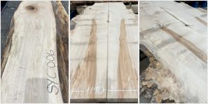 Species Spotlight - Sycamore