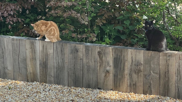 Outdoor Timber