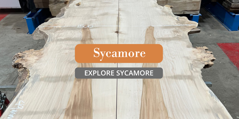 Sycamore