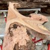 Elm piece kiln dried for sale #001/1