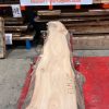Elm #205 kiln dried piece of wood
