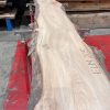 Elm #205 kiln dried piece of wood