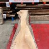 Elm #206 kiln dried piece of wood