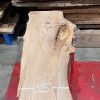 Elm #206 kiln dried piece of wood