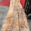 Sycamore #003