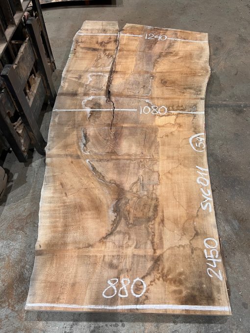 Sycamore #011
