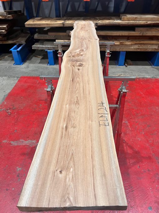 Elm #214