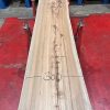 Elm #214
