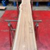 Elm #215