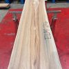 Elm #216