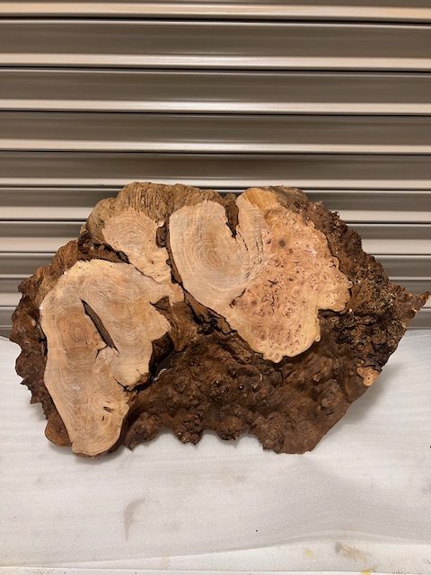 Burr Elm #3