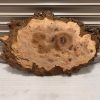 Burr Elm #7