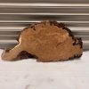 Burr Elm #2
