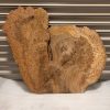Burr Elm #1