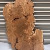 Burr Elm #8
