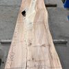 Elm #221