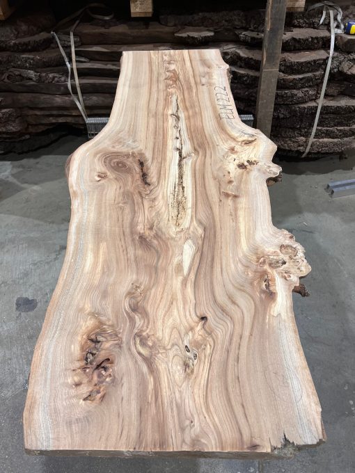 Elm #222 kiln dried piece of wood