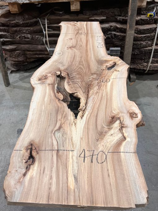 Elm #223 kiln dried piece of wood