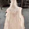 Elm #225 kiln dried piece of wood