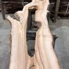 Elm #226 kiln dried piece of wood