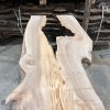 Elm #232 kiln dried piece of wood