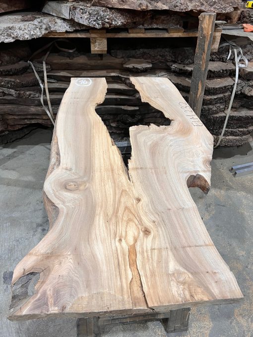 Elm #232 kiln dried piece of wood