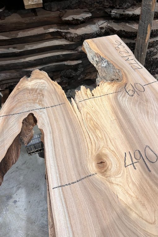 Elm #236 kiln dried piece of wood