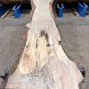 Sycamore #203