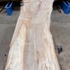 Sycamore #204