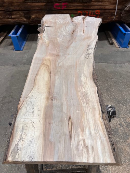 Sycamore #204