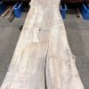 Sycamore #206