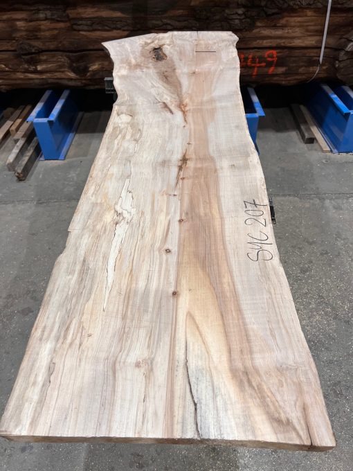 Sycamore #207