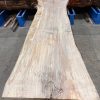 Sycamore #208