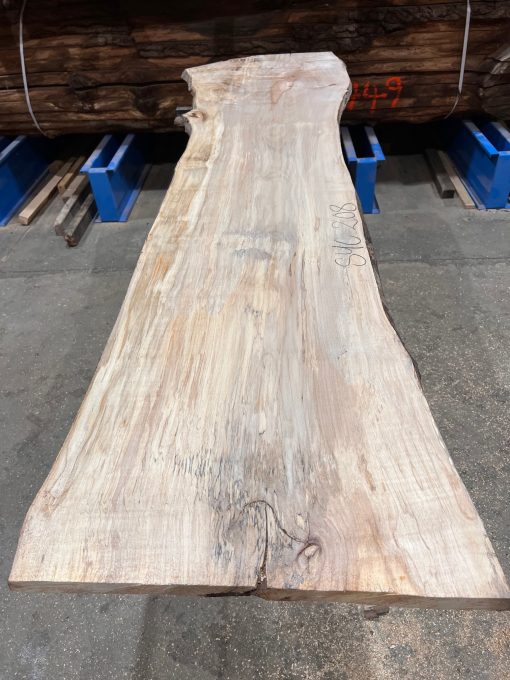 Sycamore #208