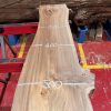 Elm #231