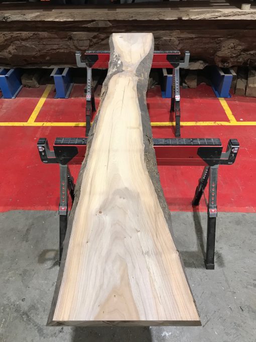 Sappy Elm #014