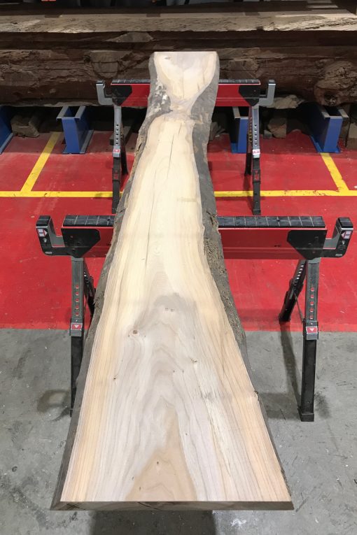 Sappy Elm #014